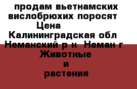 продам вьетнамских вислобрюхих поросят › Цена ­ 7 000 - Калининградская обл., Неманский р-н, Неман г. Животные и растения » Другие животные   . Калининградская обл.